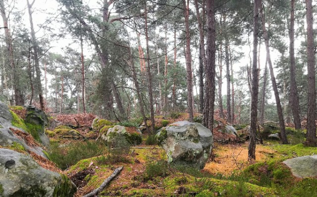 2025-12-08foret-fontainebleau.jpg