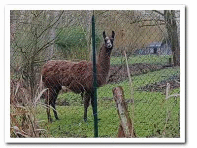 Avilly_2020-01-13.gif